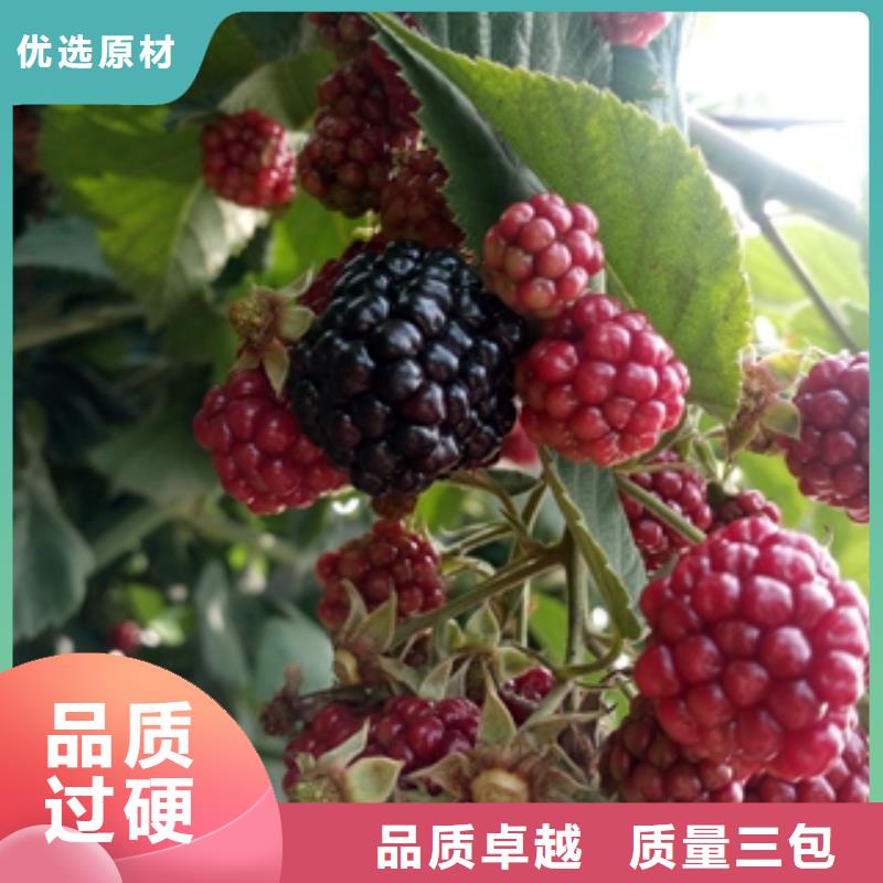钙果苗-视频-钙果苗|四川省眉山市|仁寿|丹棱|德阳|广安|阿坝|雅安