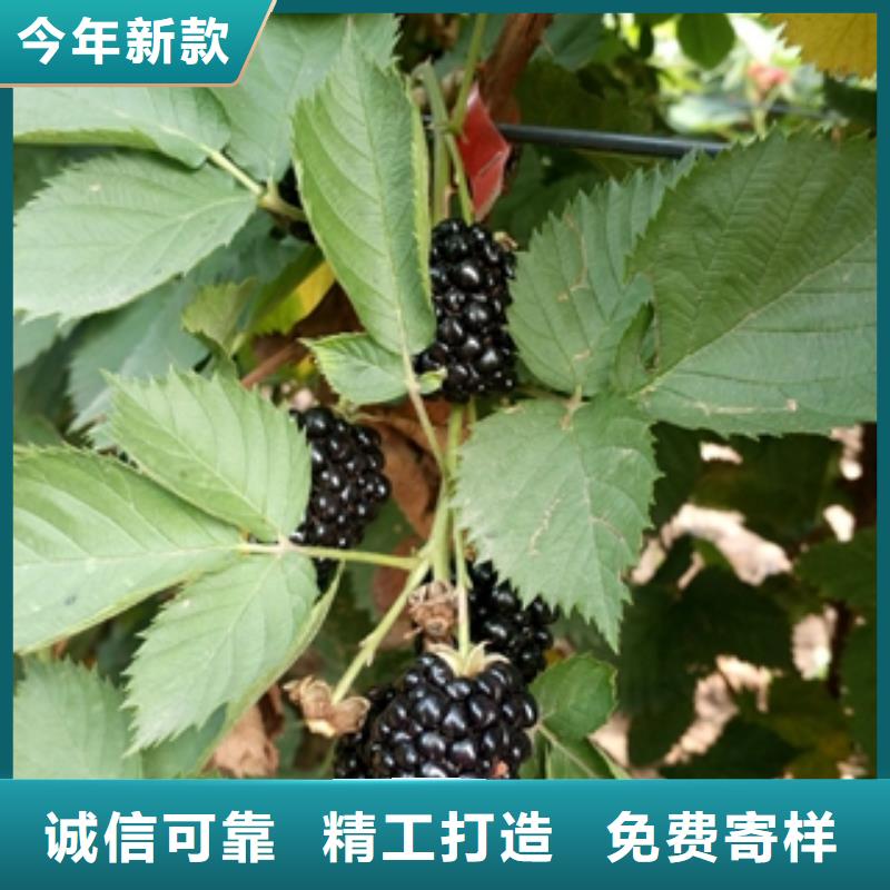 钙果苗-视频-钙果苗-正家园艺场(阜阳市分公司)服务区域颍东|颍上|安庆|巢湖|淮南|芜湖