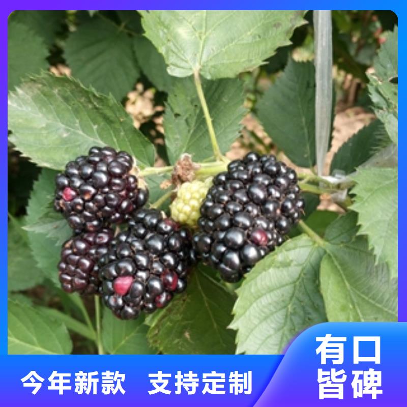 钙果苗-视频-钙果苗-正家园艺场(阜阳市分公司)服务区域颍东|颍上|安庆|巢湖|淮南|芜湖
