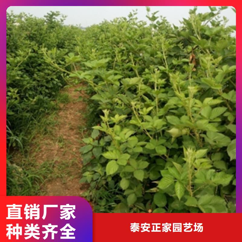 钙果苗-视频-钙果苗-正家园艺场(阜阳市分公司)服务区域颍东|颍上|安庆|巢湖|淮南|芜湖
