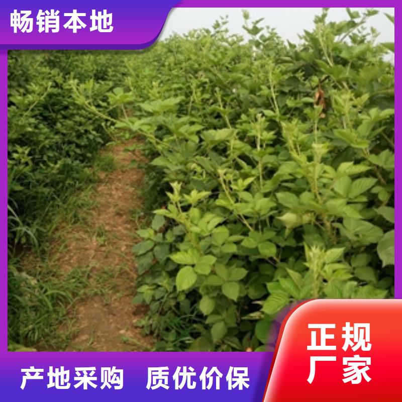 钙果苗-视频-钙果苗|四川省眉山市|仁寿|丹棱|德阳|广安|阿坝|雅安