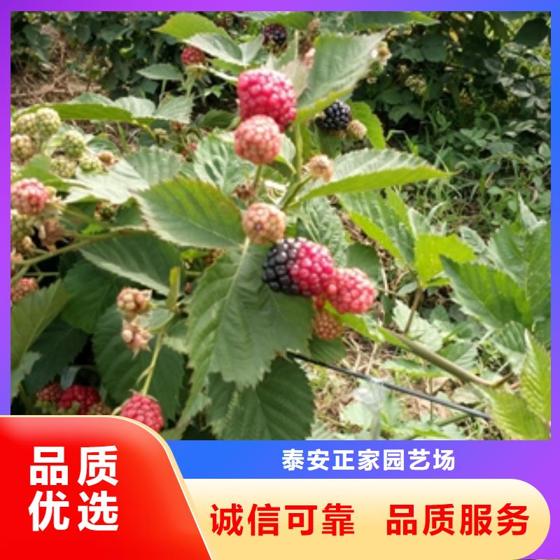 钙果苗-视频-钙果苗|四川省眉山市|仁寿|丹棱|德阳|广安|阿坝|雅安