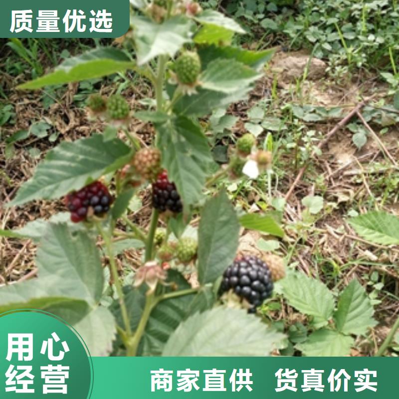 钙果苗-视频-钙果苗|四川省眉山市|仁寿|丹棱|德阳|广安|阿坝|雅安