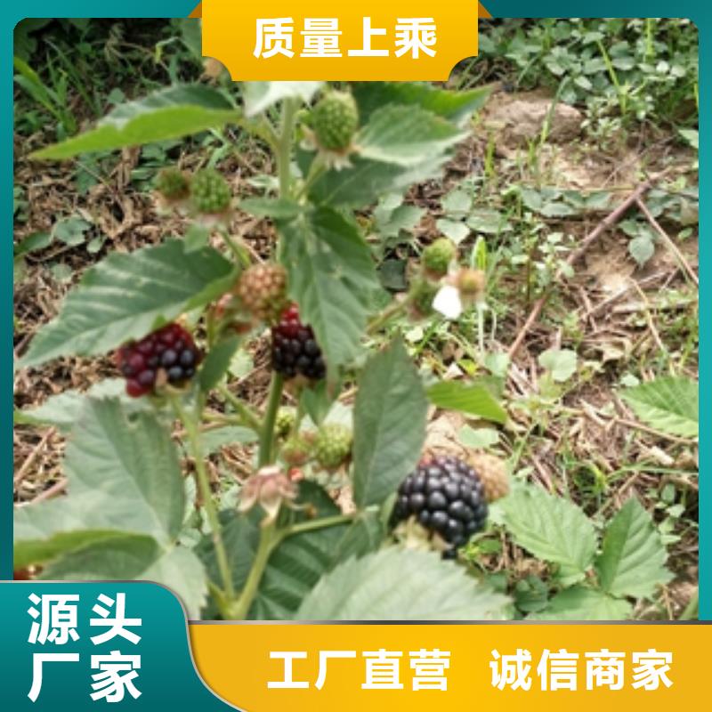 钙果苗-视频-钙果苗-正家园艺场(阜阳市分公司)服务区域颍东|颍上|安庆|巢湖|淮南|芜湖