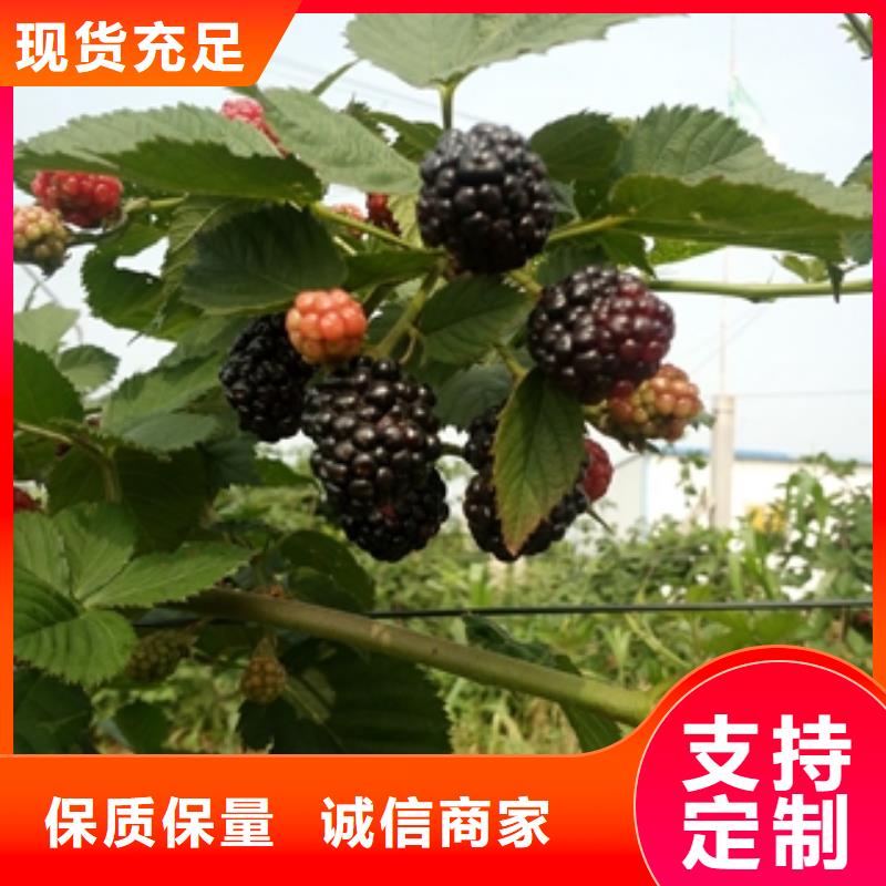 钙果苗-视频-钙果苗-正家园艺场(阜阳市分公司)服务区域颍东|颍上|安庆|巢湖|淮南|芜湖