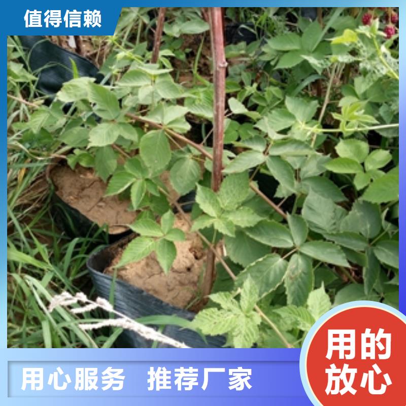 钙果苗-视频-钙果苗-正家园艺场(阜阳市分公司)服务区域颍东|颍上|安庆|巢湖|淮南|芜湖