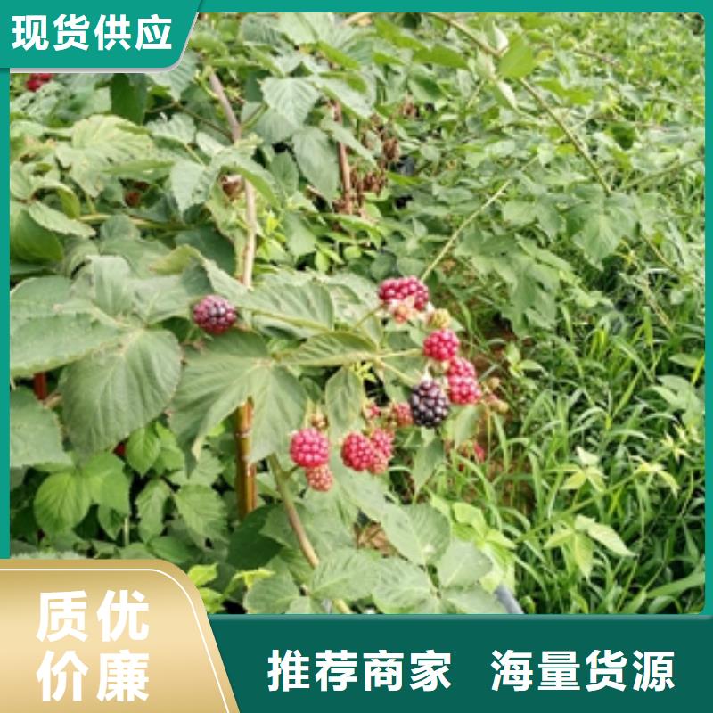 钙果苗-视频-钙果苗|四川省眉山市|仁寿|丹棱|德阳|广安|阿坝|雅安