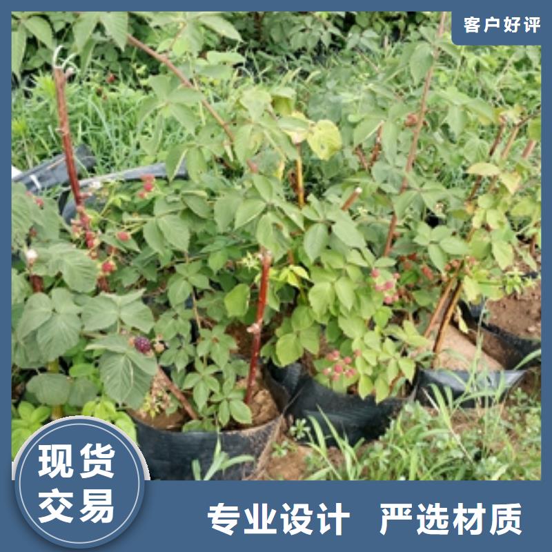 钙果苗-视频-钙果苗|四川省眉山市|仁寿|丹棱|德阳|广安|阿坝|雅安