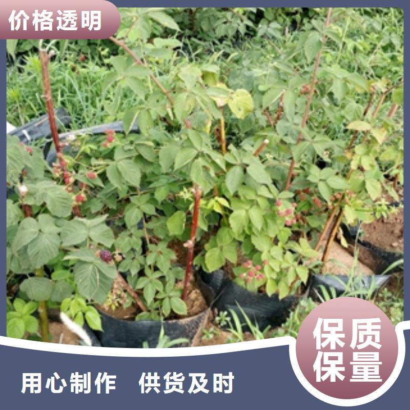钙果苗-视频-钙果苗-正家园艺场(阜阳市分公司)服务区域颍东|颍上|安庆|巢湖|淮南|芜湖
