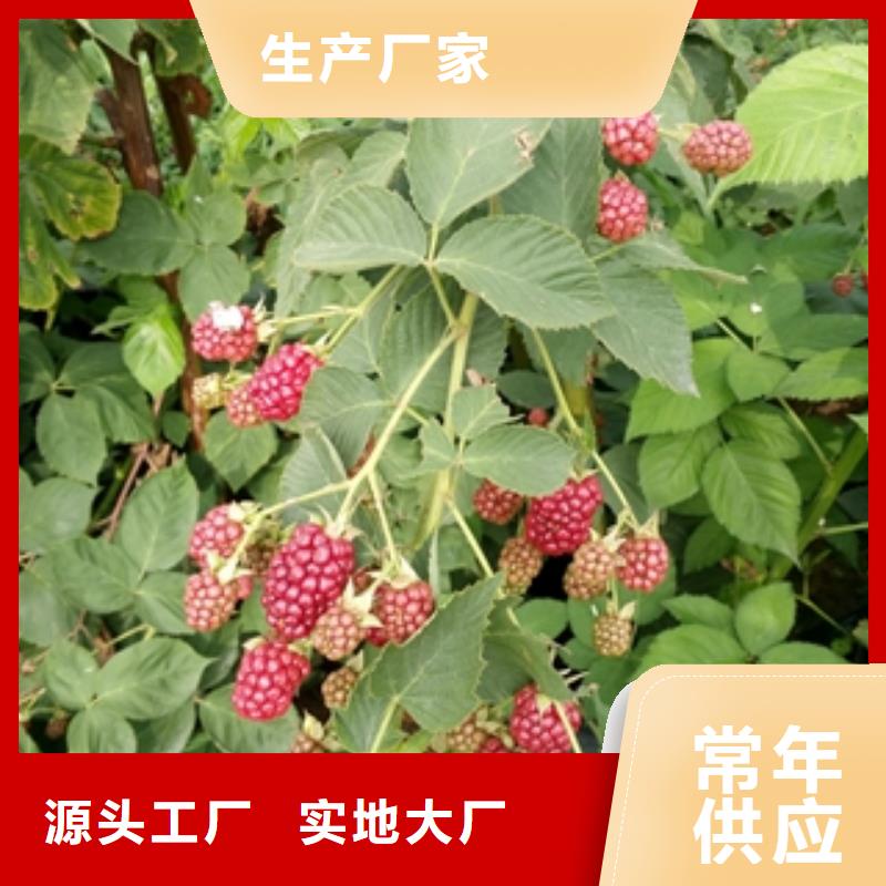 钙果苗-视频-钙果苗|四川省眉山市|仁寿|丹棱|德阳|广安|阿坝|雅安