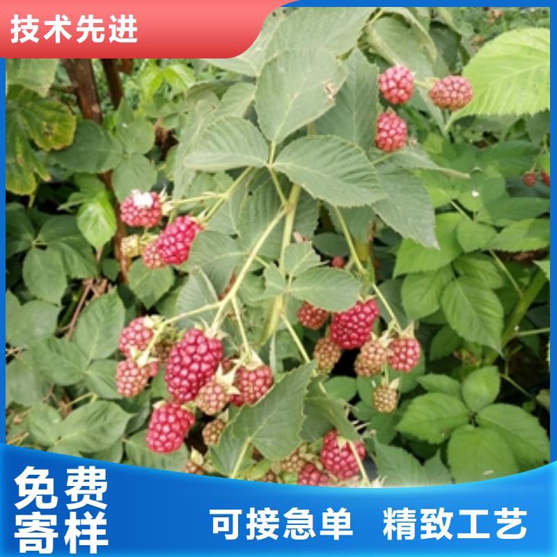 钙果苗-视频-钙果苗-正家园艺场(阜阳市分公司)服务区域颍东|颍上|安庆|巢湖|淮南|芜湖