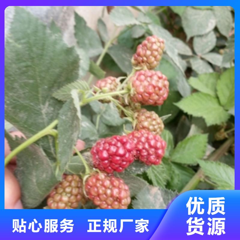 钙果苗-视频-钙果苗-正家园艺场(阜阳市分公司)服务区域颍东|颍上|安庆|巢湖|淮南|芜湖