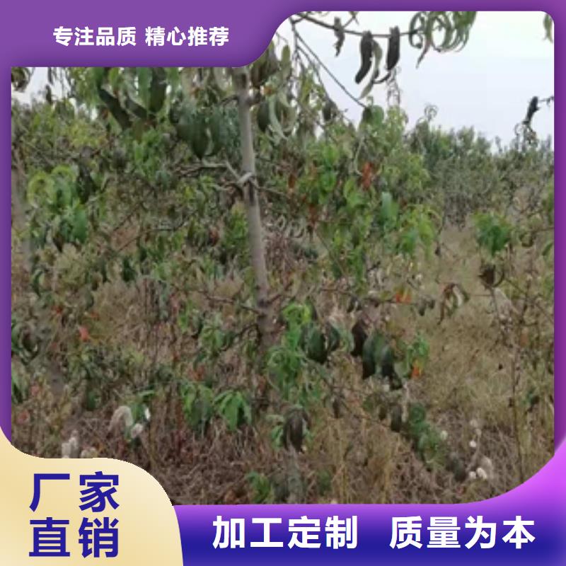 【桃树】泰山景松造型景松大量现货