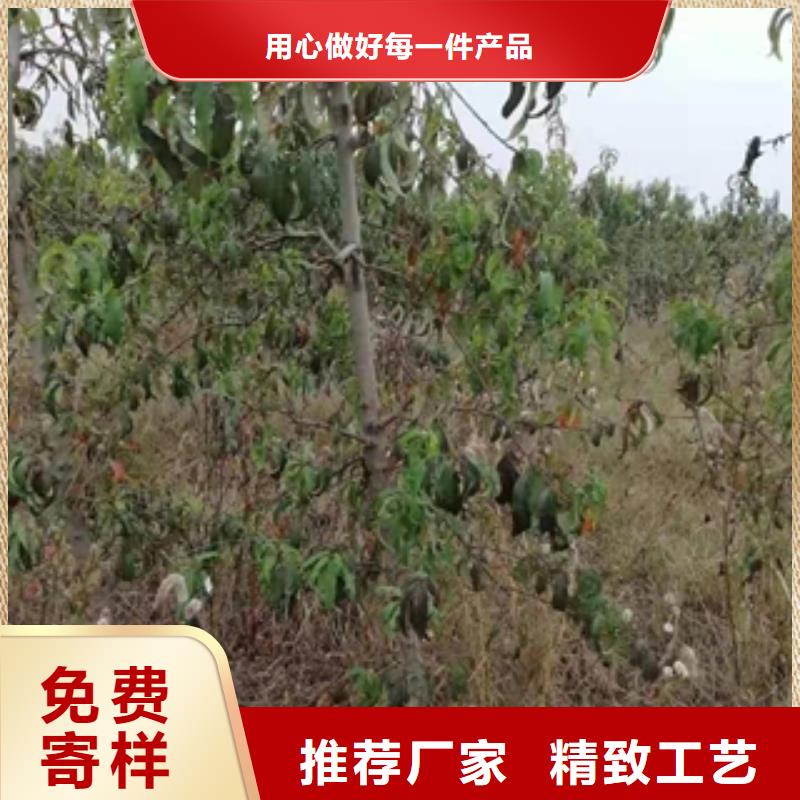 桃树钙果苗厂家拥有先进的设备