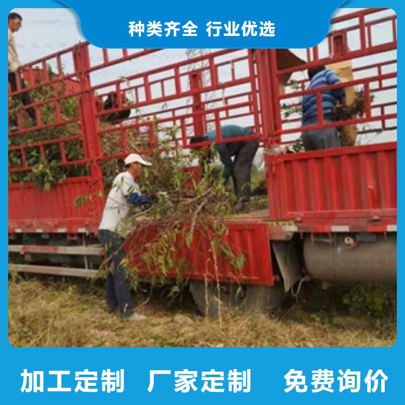 桃树树莓苗专注产品质量与服务