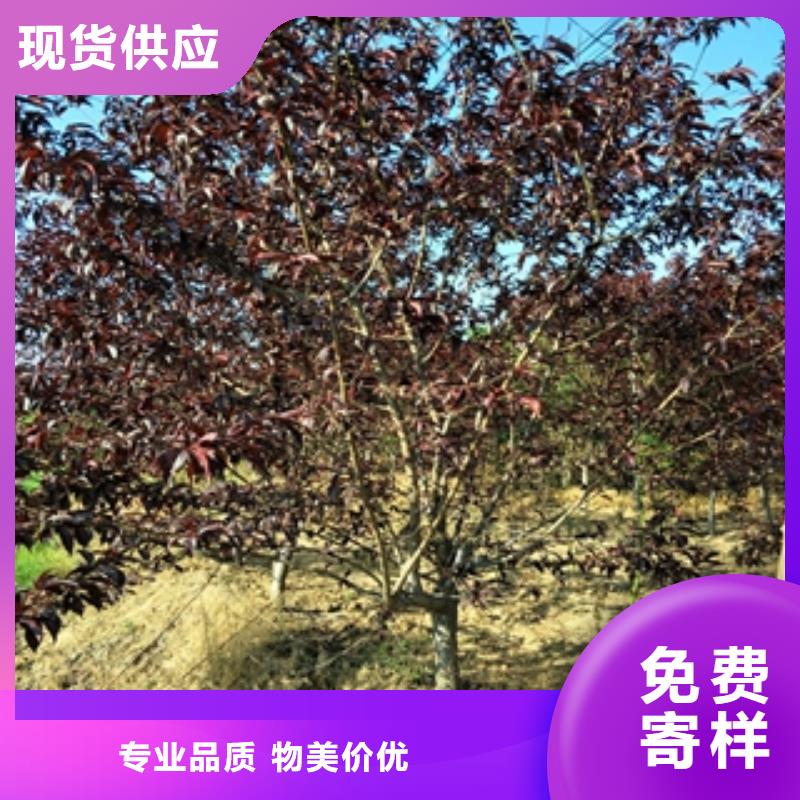 桃树_蓝莓苗厂家直营