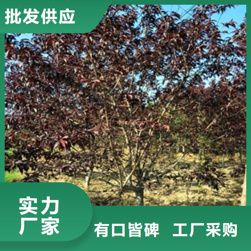 钙果苗-视频-钙果苗-正家园艺场(厦门市分公司)服务区域湖里|思明|三明|龙岩|莆田|泉州|南平|宁德|福州