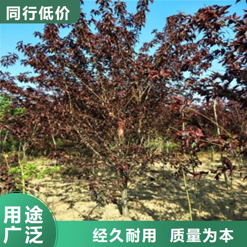 桃树碧桃快速物流发货