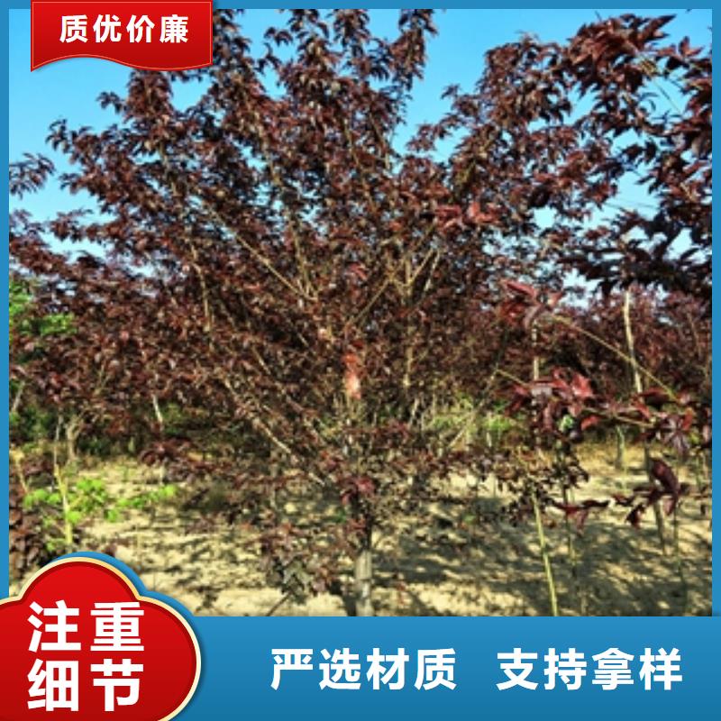 钙果苗-视频-楚雄市钙果苗-该地可服务区域姚安|牟定|曲靖|保山|红河|迪庆