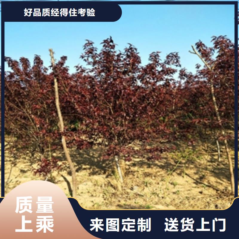 桃树钙果苗满足多种行业需求