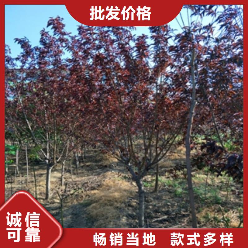 桃树泰山景松造型景松精益求精