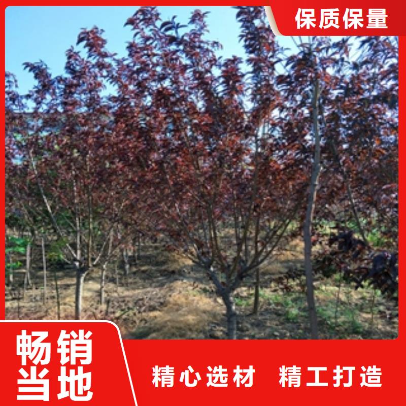 钙果苗-视频-钙果苗-正家园艺场(厦门市分公司)服务区域湖里|思明|三明|龙岩|莆田|泉州|南平|宁德|福州