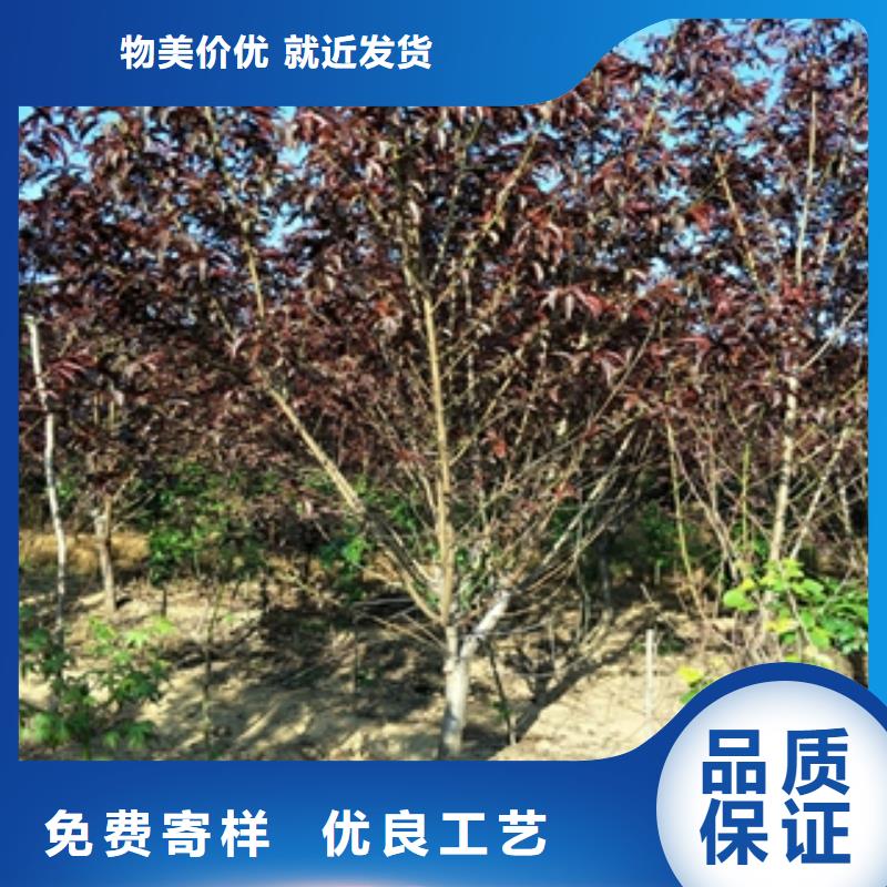 桃树泰山景松造型景松精益求精