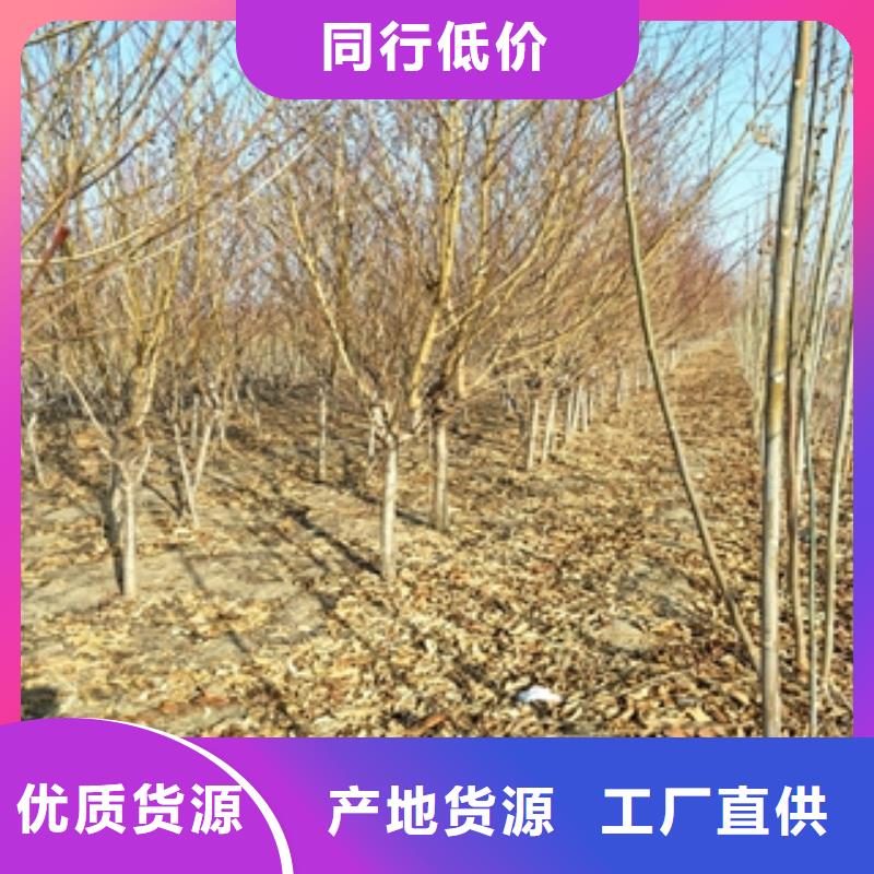 钙果苗-视频-钙果苗-正家园艺场(厦门市分公司)服务区域湖里|思明|三明|龙岩|莆田|泉州|南平|宁德|福州
