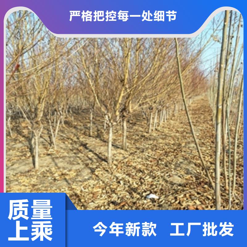 桃树钙果苗厂家拥有先进的设备