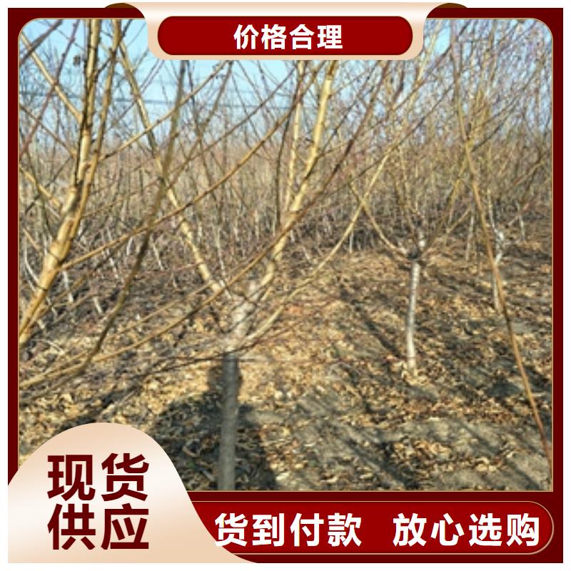 桃树蓝莓苗精选厂家好货