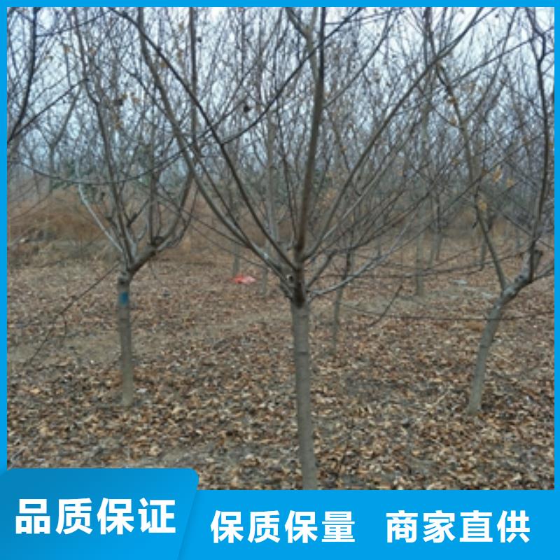 【桃树】蓝莓苗大量现货