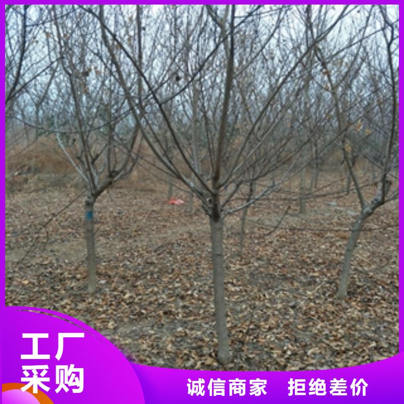 桃树绿化树绿化工程使用寿命长久