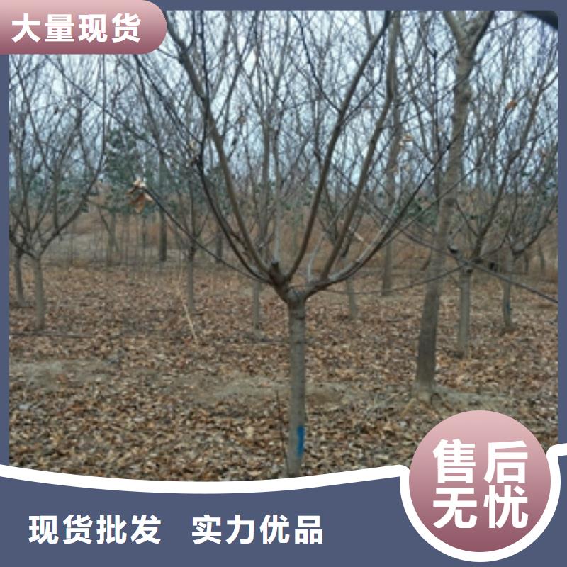 钙果苗-视频-钙果苗-正家园艺场(厦门市分公司)服务区域湖里|思明|三明|龙岩|莆田|泉州|南平|宁德|福州