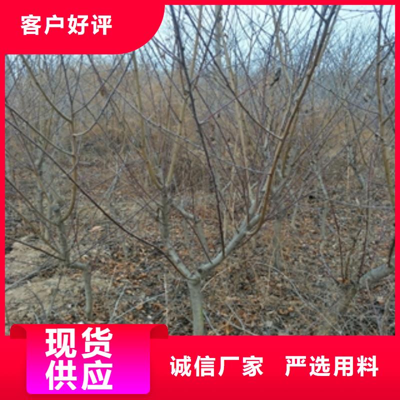 桃树占地果树匠心打造