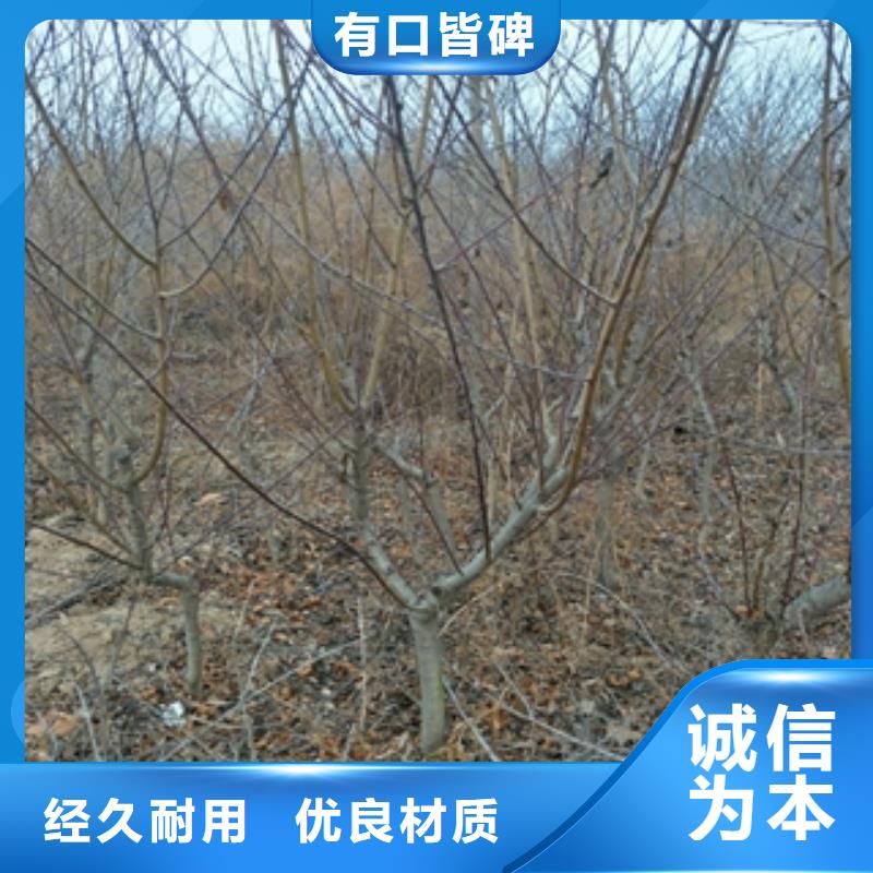 桃树树莓苗专注产品质量与服务