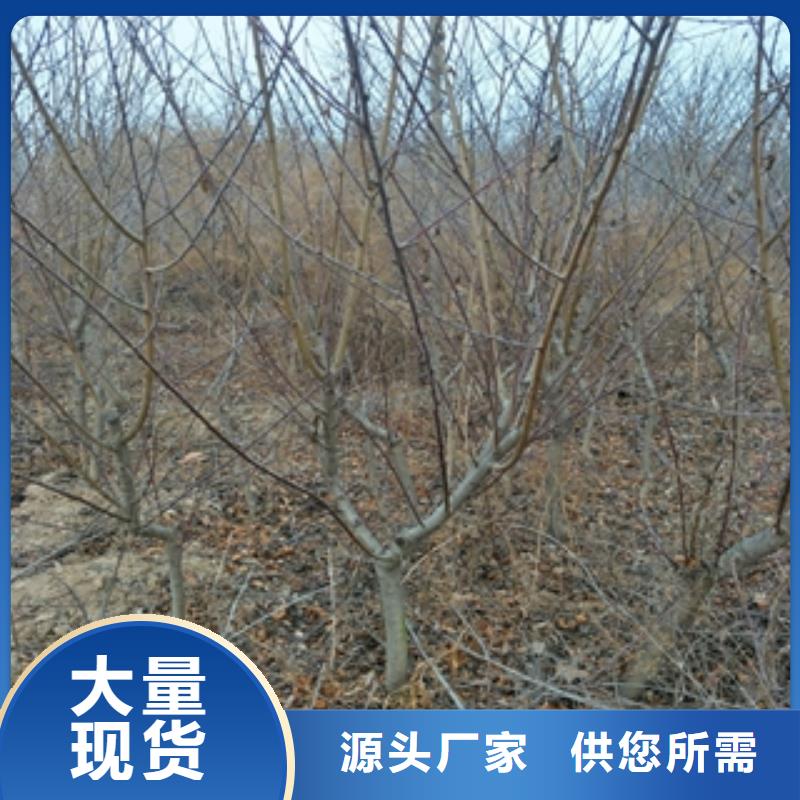 钙果苗-视频-楚雄市钙果苗-该地可服务区域姚安|牟定|曲靖|保山|红河|迪庆
