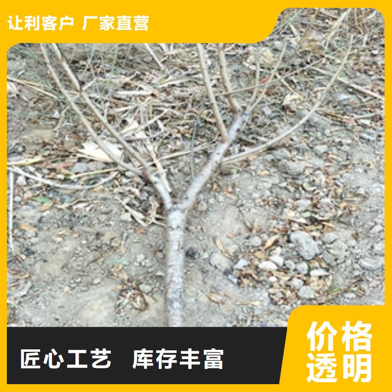 桃树绿化树绿化工程真材实料诚信经营