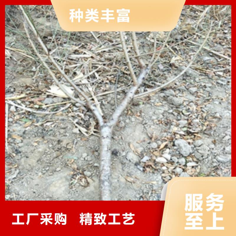 钙果苗-视频-钙果苗-正家园艺场(厦门市分公司)服务区域湖里|思明|三明|龙岩|莆田|泉州|南平|宁德|福州