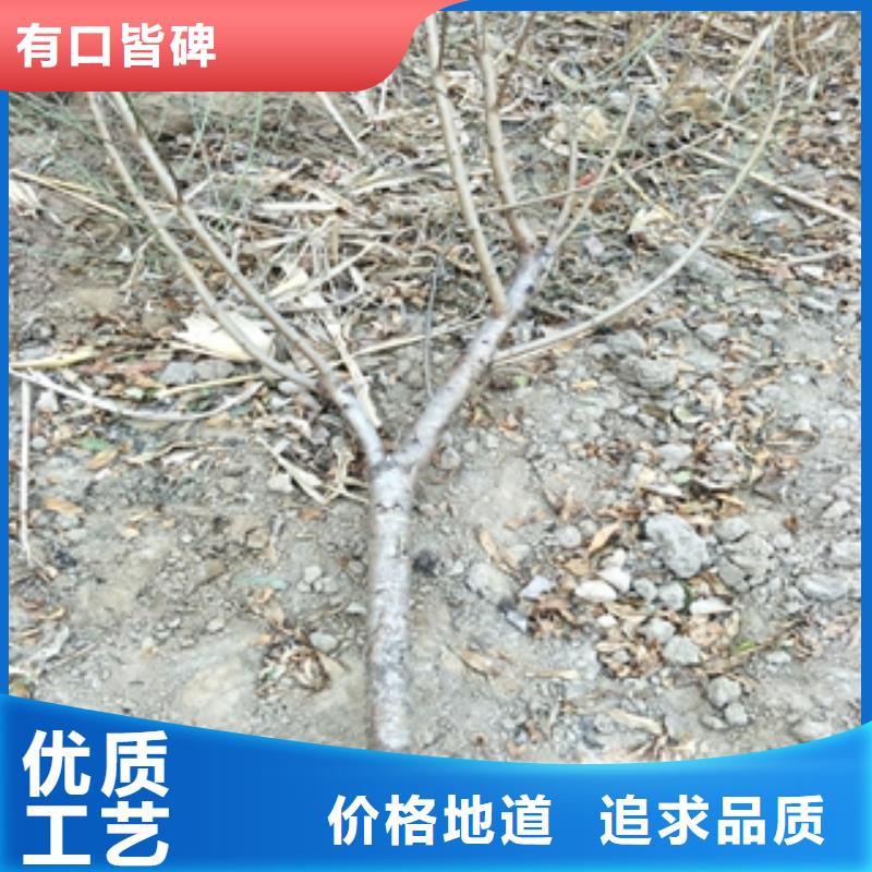 桃树绿化树绿化工程使用寿命长久