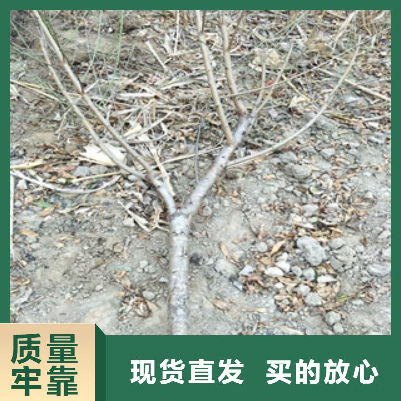 桃树占地果树匠心打造
