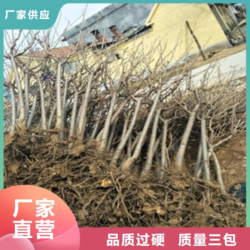 桃树占地果树匠心打造