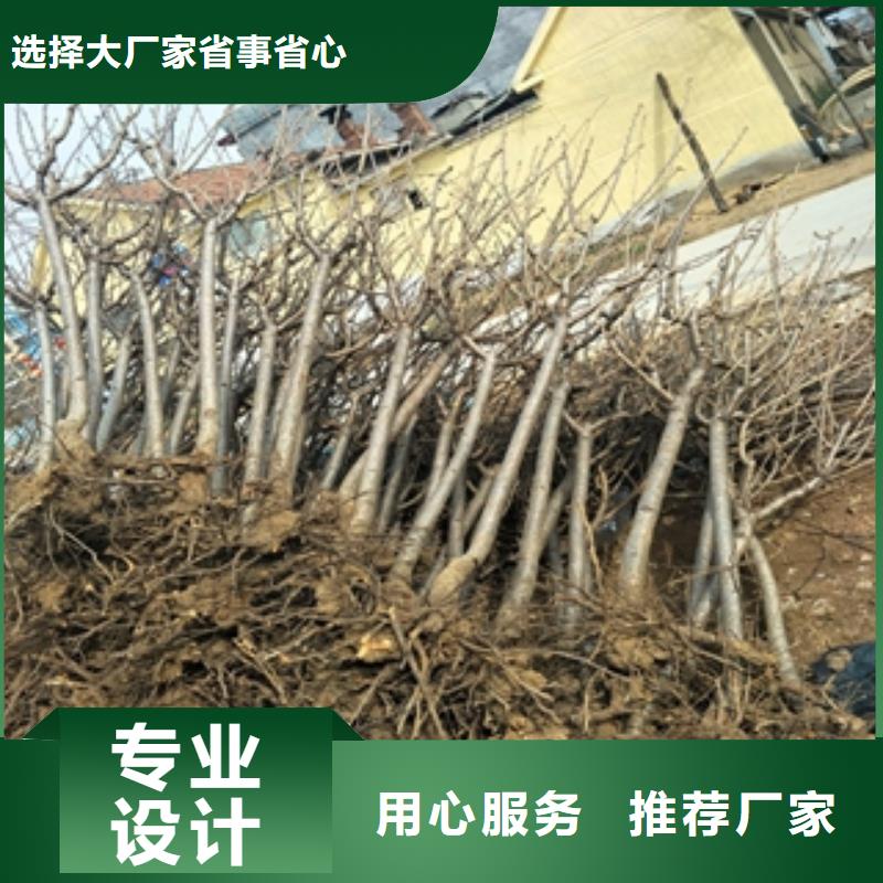 【桃树】蓝莓苗大量现货