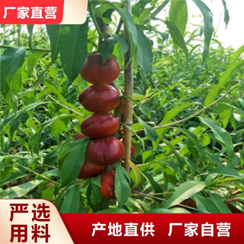 桃树钙果苗满足多种行业需求