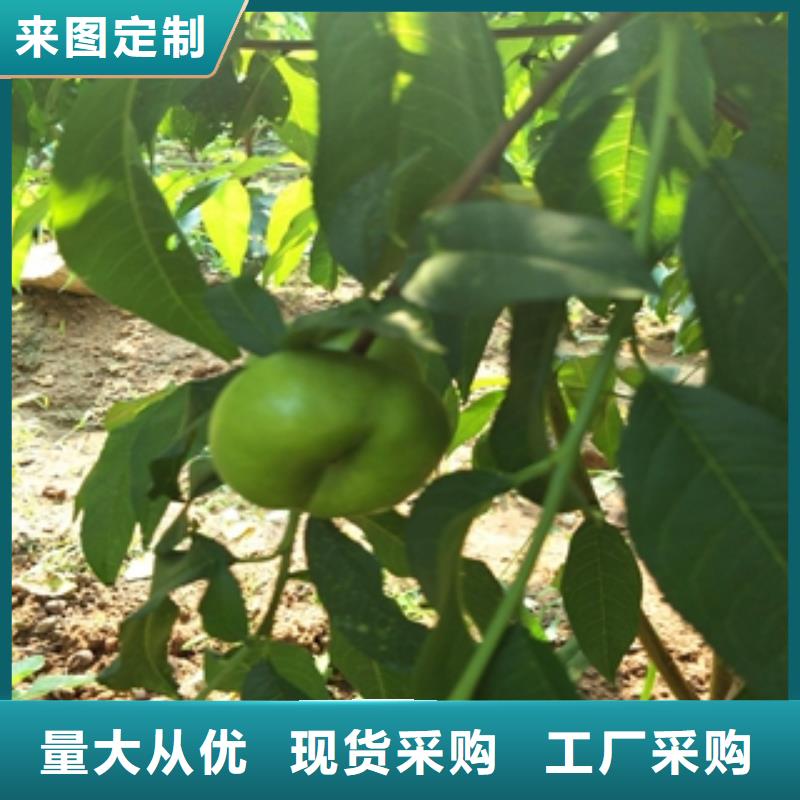桃树碧桃快速物流发货