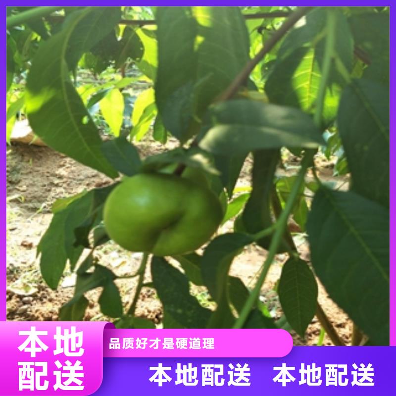 钙果苗-视频-钙果苗-正家园艺场(厦门市分公司)服务区域湖里|思明|三明|龙岩|莆田|泉州|南平|宁德|福州