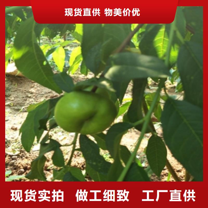 桃树泰山景松造型景松厂家直营