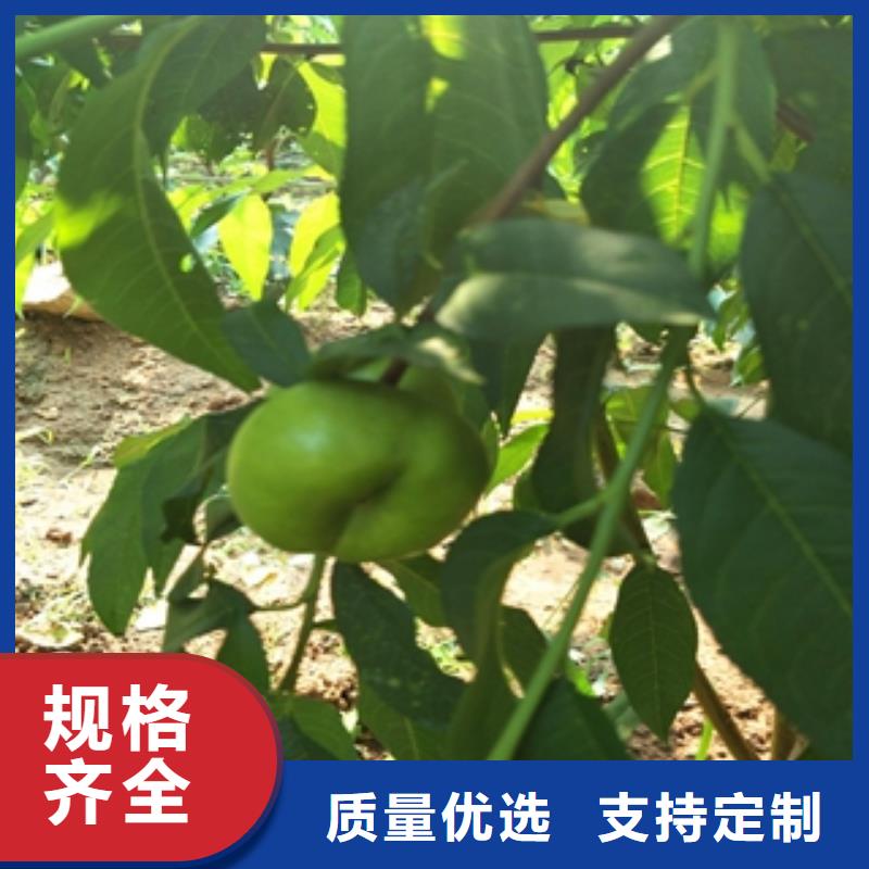 桃树-泰山景松造型景松质量不佳尽管来找我
