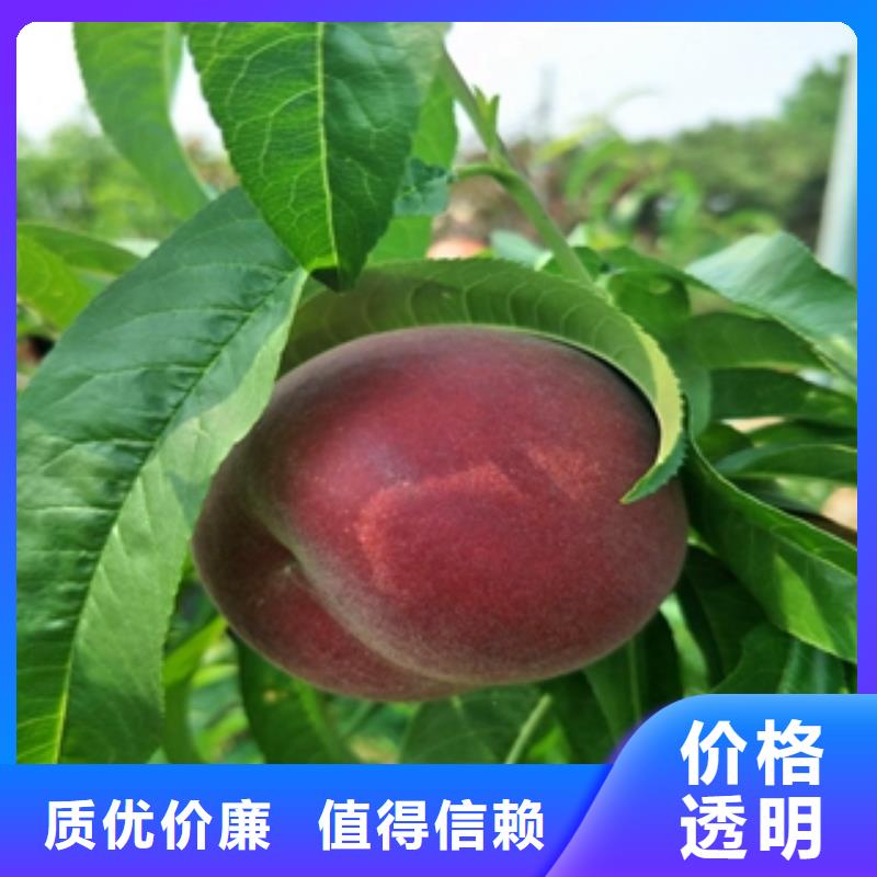 桃树泰山景松造型景松精益求精