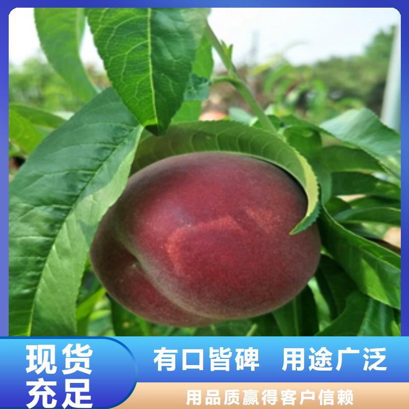钙果苗-视频-楚雄市钙果苗-该地可服务区域姚安|牟定|曲靖|保山|红河|迪庆