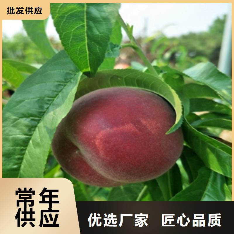 钙果苗-视频-钙果苗-正家园艺场(厦门市分公司)服务区域湖里|思明|三明|龙岩|莆田|泉州|南平|宁德|福州
